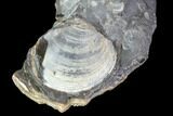 Hoploscaphites Ammonite With Clam, Gastropod, Baculite - Wyoming #86216-2